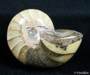 Inch Nautilus fossil from Madagascar #2764-1